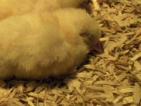 The first order of business typically included napping. It didn’t take long for their feathers to dry out and develop that fluffy look.